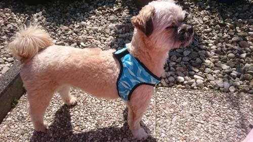 Cooling Round Loop Harnass Pacific Blue 2 Cooling Round Loop Harnass Pacific Blue - Afbeelding 2