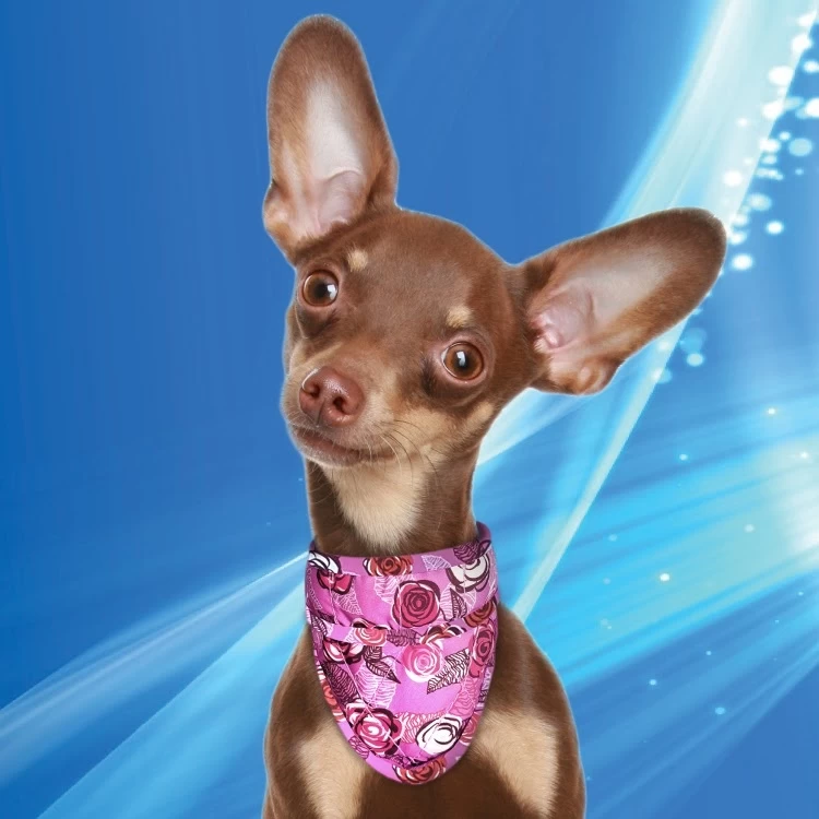 Cooling Pet Bandana Roses 1 Cooling Pet Bandana Roses