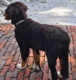 Hondenhalsband Met Naam Medium Black